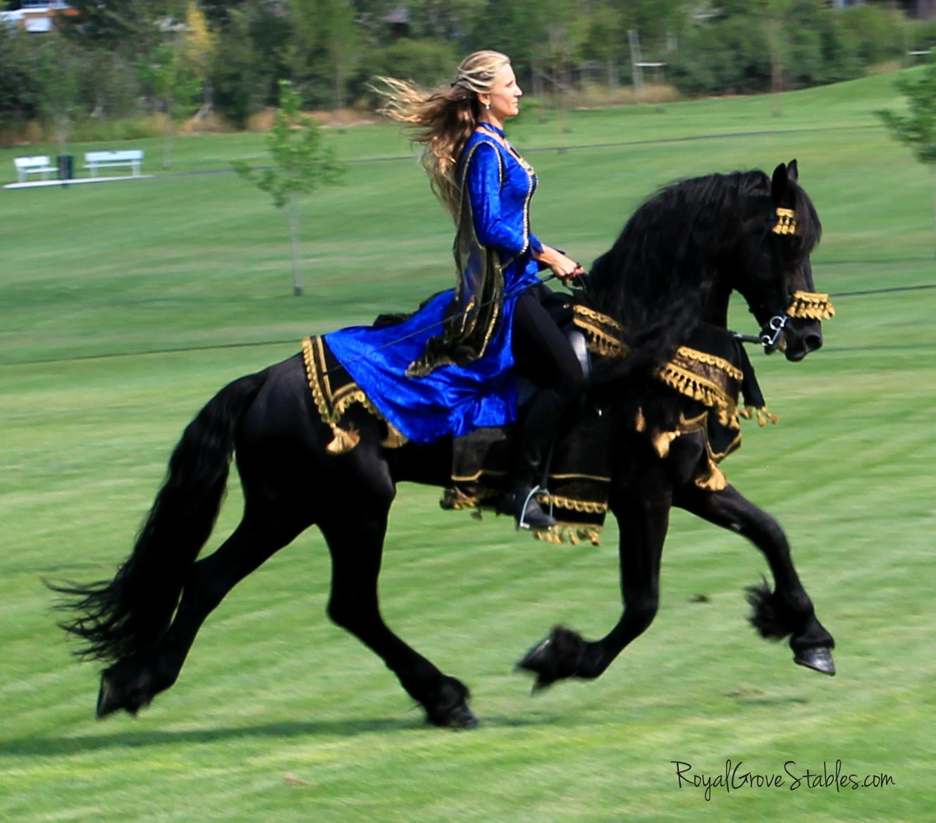Picturess of Friesians